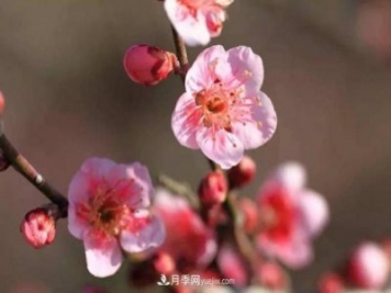 淮北市的市花是什么？月季花的花語寓意