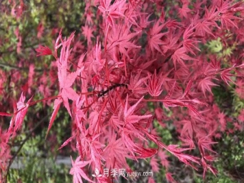 雞爪槭和紅楓的區(qū)別，葉片、枝干、花果期