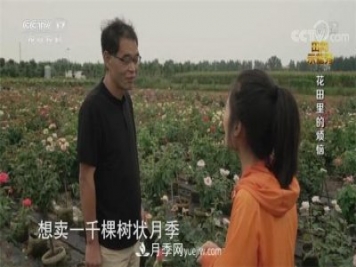 央視《田間示范秀》播出南陽月季種植故事《花田里的煩惱》