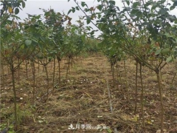 小高桿月季樹(shù)，小青桿月季批發(fā)