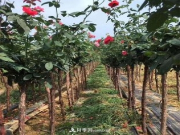 3公分月季樹，樹狀月季價(jià)格，小高桿月季基地