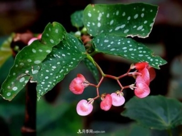 網(wǎng)紅花卉之鱒魚秋海棠，葉奇花美，如何進行日常養(yǎng)護