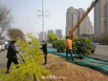 新鄉(xiāng)道路綠化升級(jí)喜現(xiàn)彩色樹(shù)，樹(shù)狀月季來(lái)了