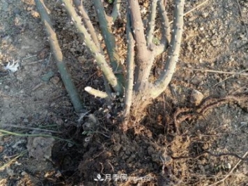 月季裸根大苗，品種多，適合工程和花友種植