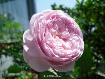 歐月月季種一棵長一片，陽臺庭院都能養(yǎng)，見過的人都喜歡