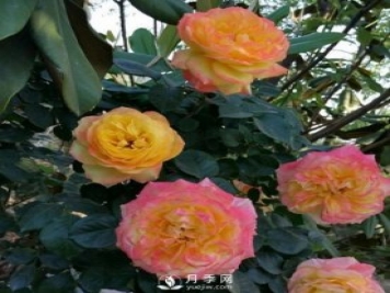 藤彩虹月季有多個顏色，喜歡嗎