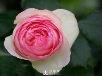 藤本月季龍沙寶石養(yǎng)護(hù)手冊