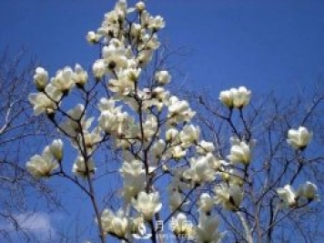 南陽南召：玉蘭花大全，5種玉蘭簡(jiǎn)介