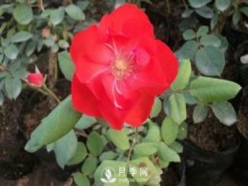 莫海姆豐花月季的種植方法你知道了嗎？
