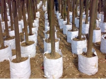 月季植樹袋美植袋耐用嗎？壽命多久？
