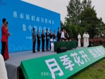 宜昌枝江：曹店月季花節(jié)開幕，招客商促鄉(xiāng)村振興