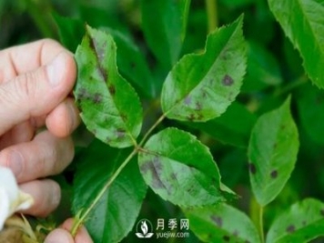 注意！夏秋大雨過后極易誘發(fā)月季黑斑病