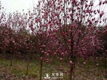 為什么要對紅玉蘭樹等景觀種植進行修剪？