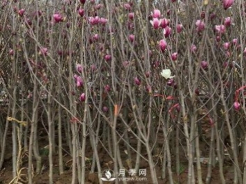 紅玉蘭樹的病害防治要怎么做？