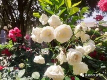 到臨夏東公館欣賞月季，追上六月的尾巴