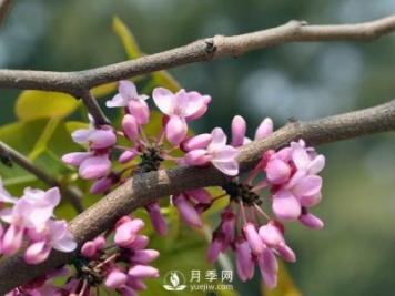 為何巨紫荊價格不菲，銷量卻很樂觀？