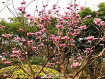 二喬玉蘭花有何作用與功效？