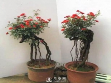 古樁盆景月季，既有顏值，又有價(jià)值！