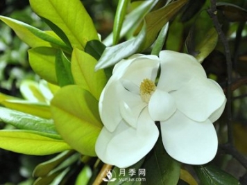 如何區(qū)分廣玉蘭、白玉蘭和二喬玉蘭？