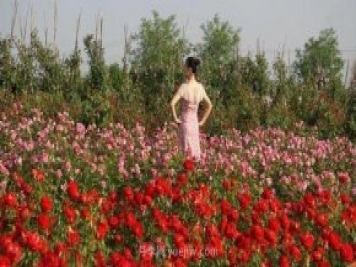 洛陽(yáng)紫桂園月季農(nóng)場(chǎng)，置身月季花海，感受花開浪漫