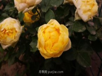 微型月季金絲雀要怎么修剪？