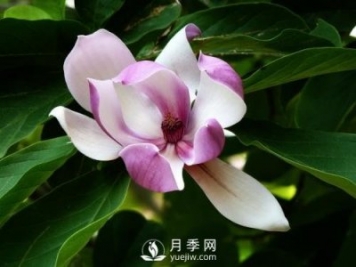 二喬玉蘭種殖需注意什么？