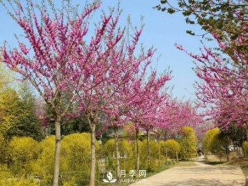 關(guān)于山茱萸無性繁殖你了解多少？