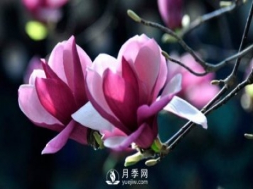 如何預防二喬玉蘭黃化病病害？