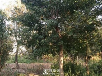 你能正確分辨出五角楓與元寶楓嗎？