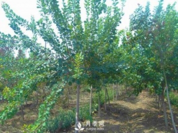 黃櫨種植基地是怎樣防治黃櫨黃萎病病害的？