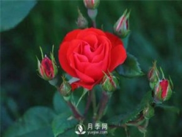 北京紅月季，國(guó)月豐花月季推薦