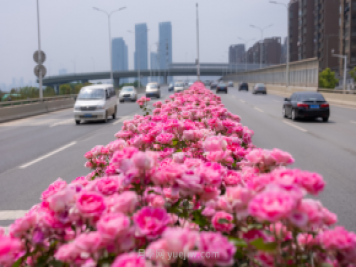 同賞一束花，共沐月季香，看南陽(yáng)月季如何變?yōu)槲錆h“街花”