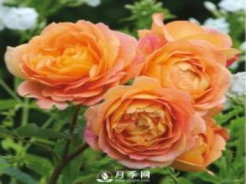 爬藤月季品種很多，每個(gè)人都有自己的喜好