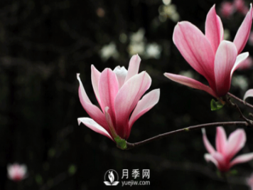 紅玉蘭，紫玉蘭，廣玉蘭嫁接培育主要注意一下四點(diǎn)：