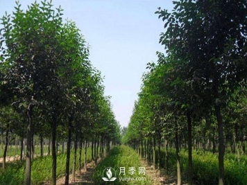 大葉女貞平時應該怎么進行養(yǎng)護？