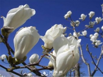 綠化苗木里的白玉蘭和廣玉蘭要怎樣分辨？