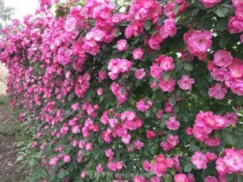 推薦3種爬藤月季，花園里輕松打造漂亮花墻