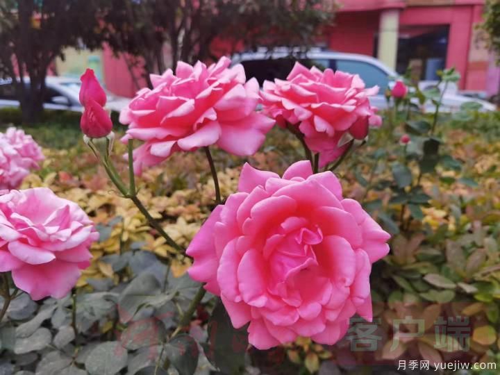 南陽月季暢銷全國，美麗經(jīng)濟再綻芳華(圖2)
