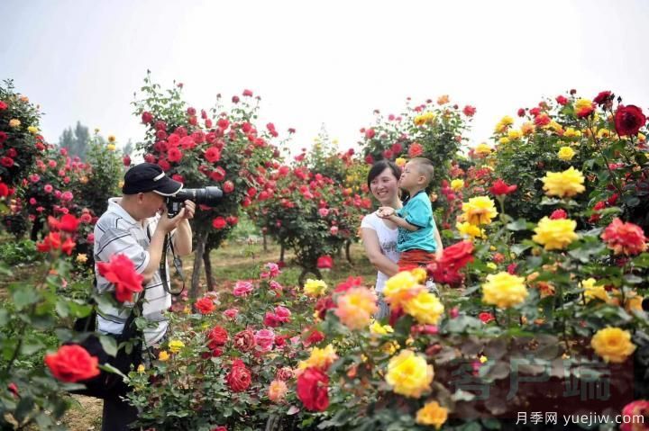 南陽月季暢銷全國，美麗經(jīng)濟再綻芳華(圖1)