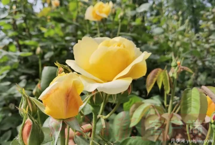 南陽月季暢銷全國，美麗經(jīng)濟再綻芳華(圖4)