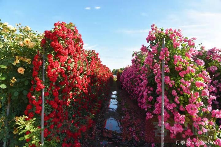 南陽月季暢銷全國，美麗經(jīng)濟再綻芳華(圖3)