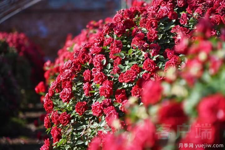 南陽月季暢銷全國，美麗經(jīng)濟再綻芳華(圖5)