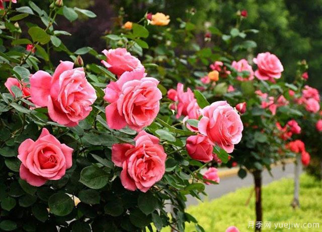 被譽為開花機器的3種花卉，月季花一年四季開花不斷(圖1)