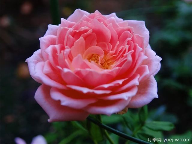 銀禧慶典月季復(fù)花超快，口碑極佳(圖2)