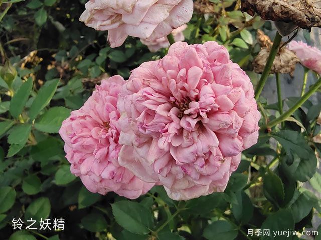 妖精系列月季，5個品種都優(yōu)秀(圖1)