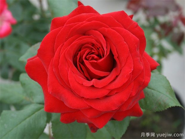 大紅色的月季***為漂亮，這5個(gè)你喜歡嗎(圖1)