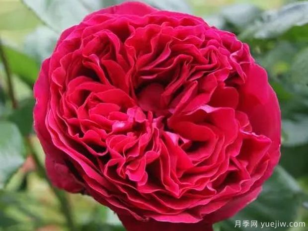 大紅色的月季***為漂亮，這5個(gè)你喜歡嗎(圖4)