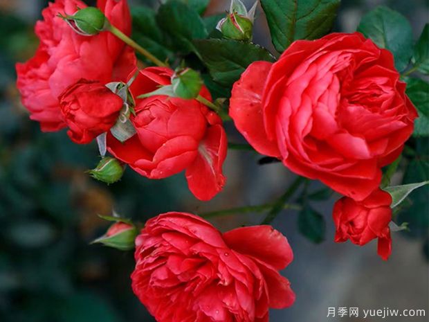 大紅色的月季***為漂亮，這5個(gè)你喜歡嗎(圖5)