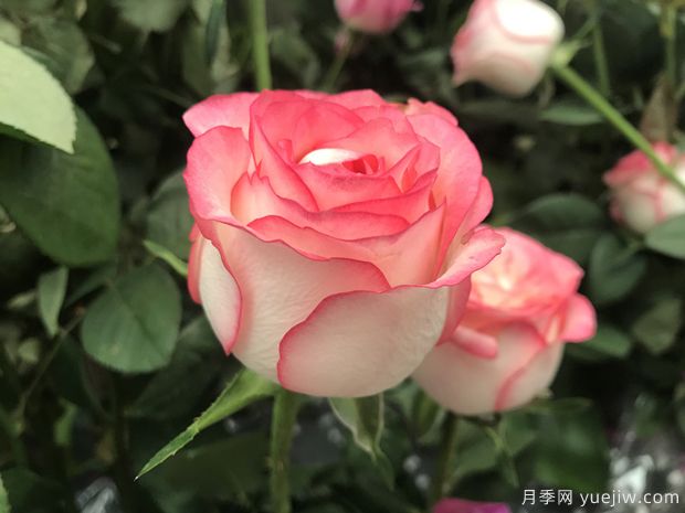 艾莎月季/朱米莉亞月季/愛(ài)莎玫瑰(圖1)