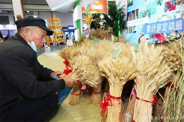 楊凌農(nóng)科盛會(huì)淘出新品種 栽下致富新苗(圖1)